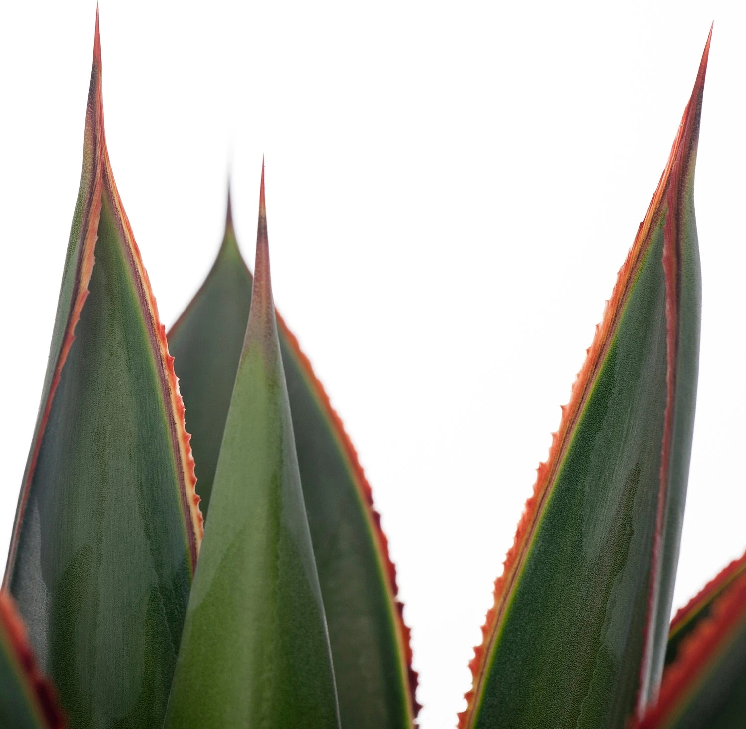 Agave (Agave 'Shaka Zulu') D 15 H 30 Cm 2 Agave (Agave 'Shaka Zulu') D 15 H 30 Cm - Afbeelding 2