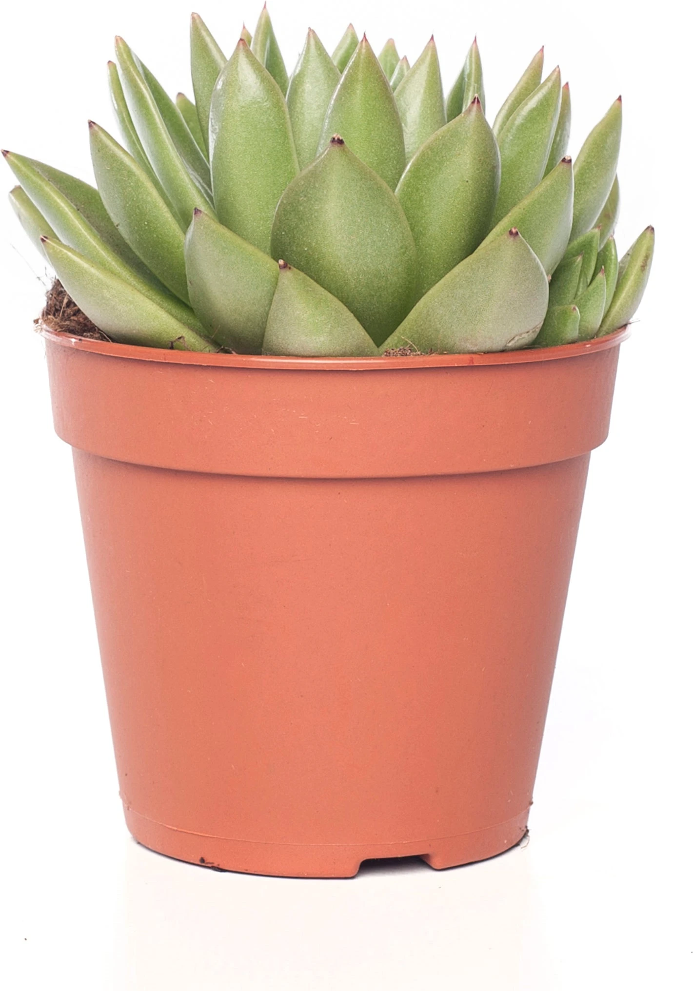 Echeveria (Echeveria 'Miranda') D 12 H 14 Cm 1 Echeveria (Echeveria 'Miranda') D 12 H 14 Cm