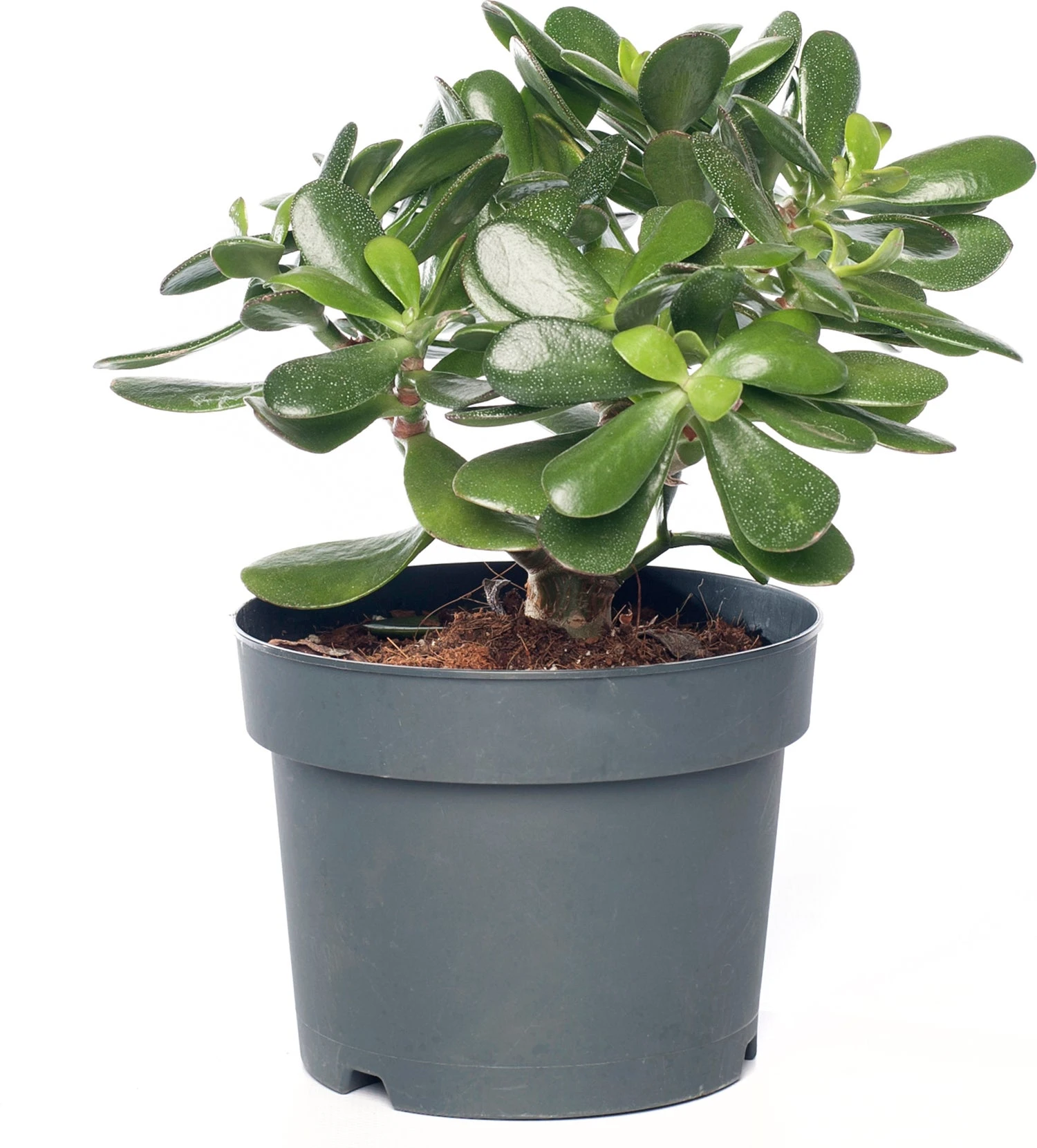 Crassula (Crassula Ovata) D 17 H 25 Cm 1 Crassula (Crassula Ovata) D 17 H 25 Cm