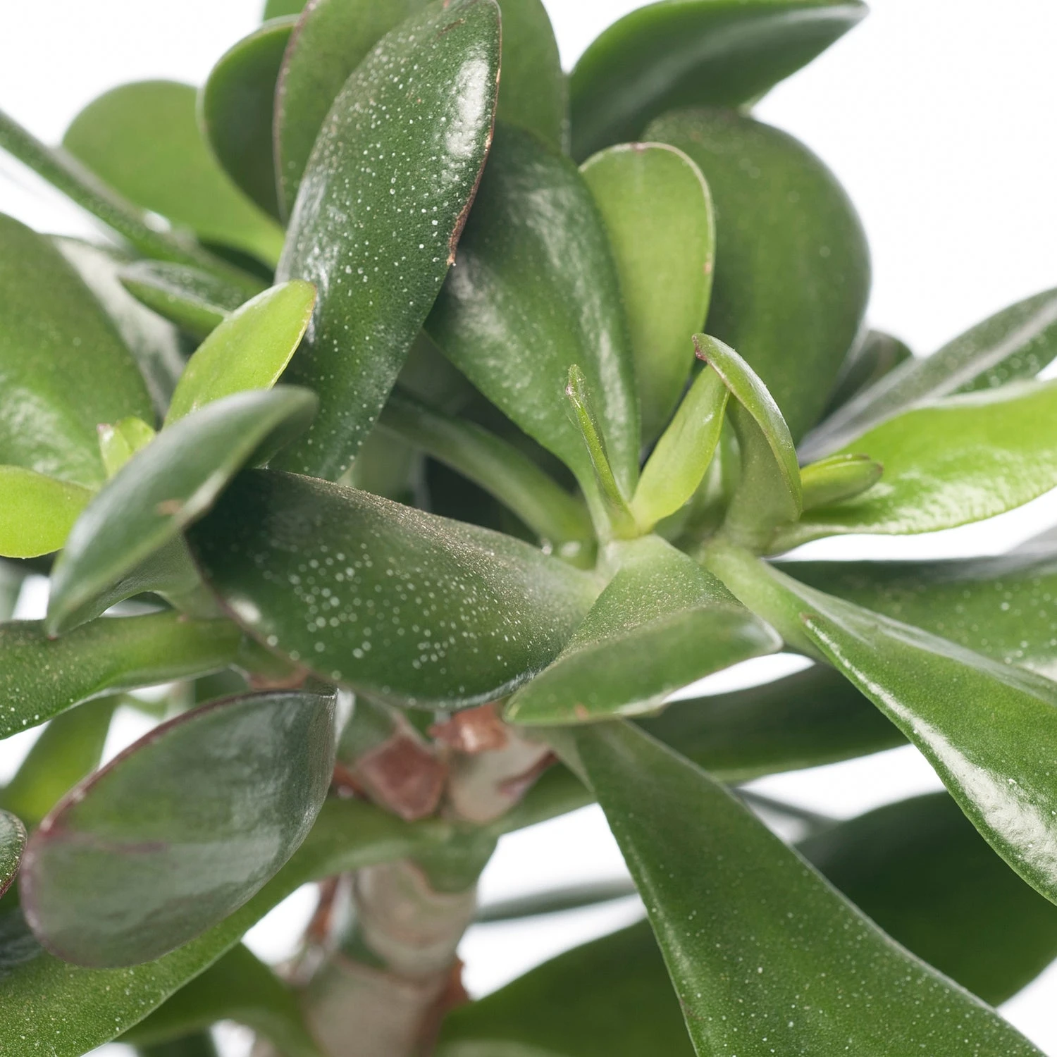 Crassula (Crassula Ovata) D 17 H 25 Cm 2 Crassula (Crassula Ovata) D 17 H 25 Cm - Afbeelding 2