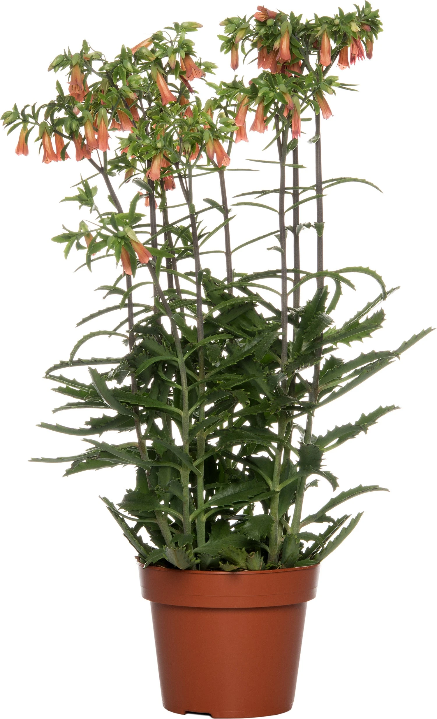 Kalanchoë (Kalanchoë 'Lucky Bells') D 14 H 45 Cm 1 Kalanchoë (Kalanchoë 'Lucky Bells') D 14 H 45 Cm