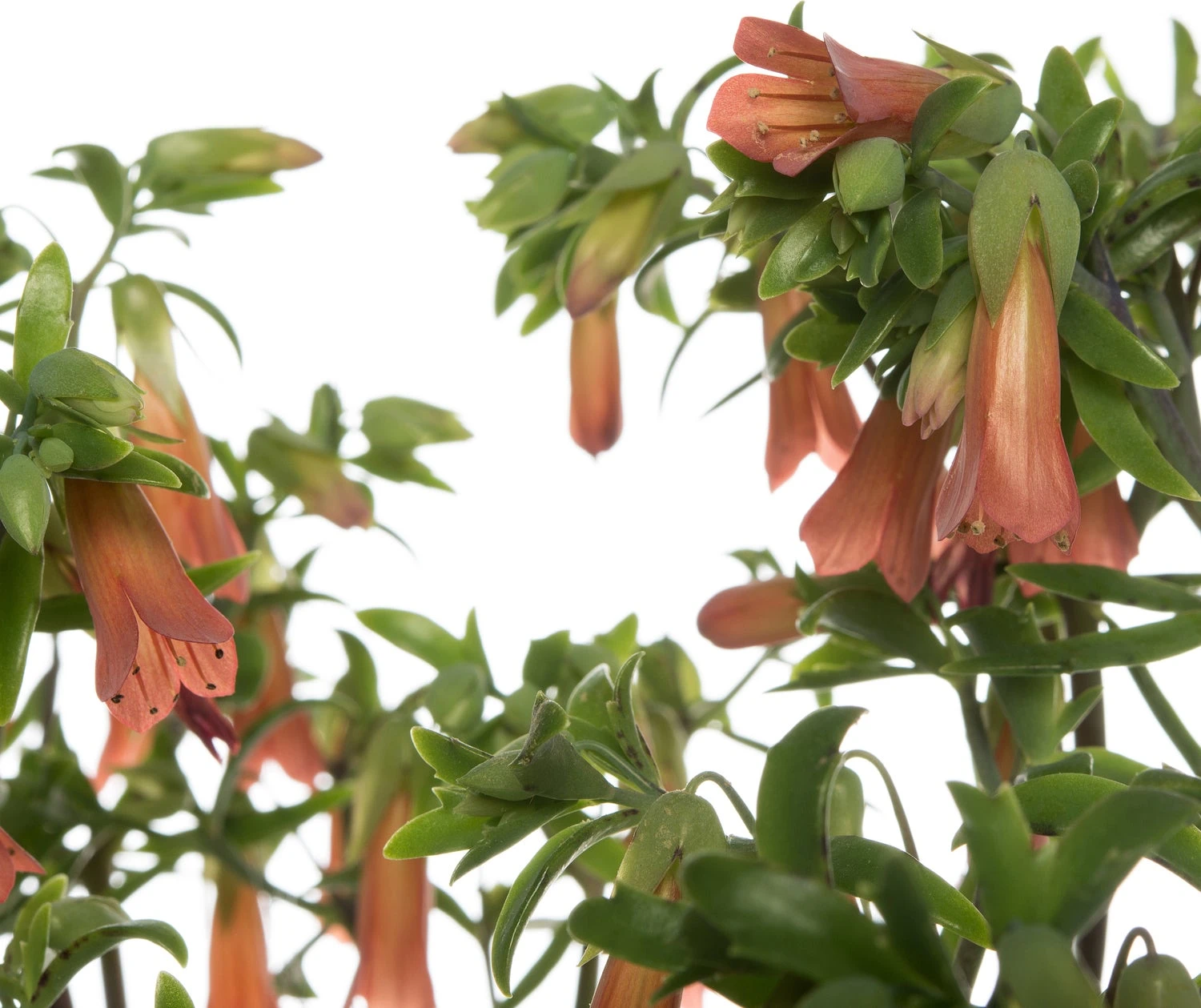 Kalanchoë (Kalanchoë 'Lucky Bells') D 14 H 45 Cm 2 Kalanchoë (Kalanchoë 'Lucky Bells') D 14 H 45 Cm - Afbeelding 2