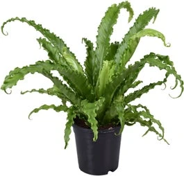 Nestvaren (Asplenium Antiquum 'Osaka') D 17 H 45 Cm 1 Nestvaren (Asplenium Antiquum 'Osaka') D 17 H 45 Cm