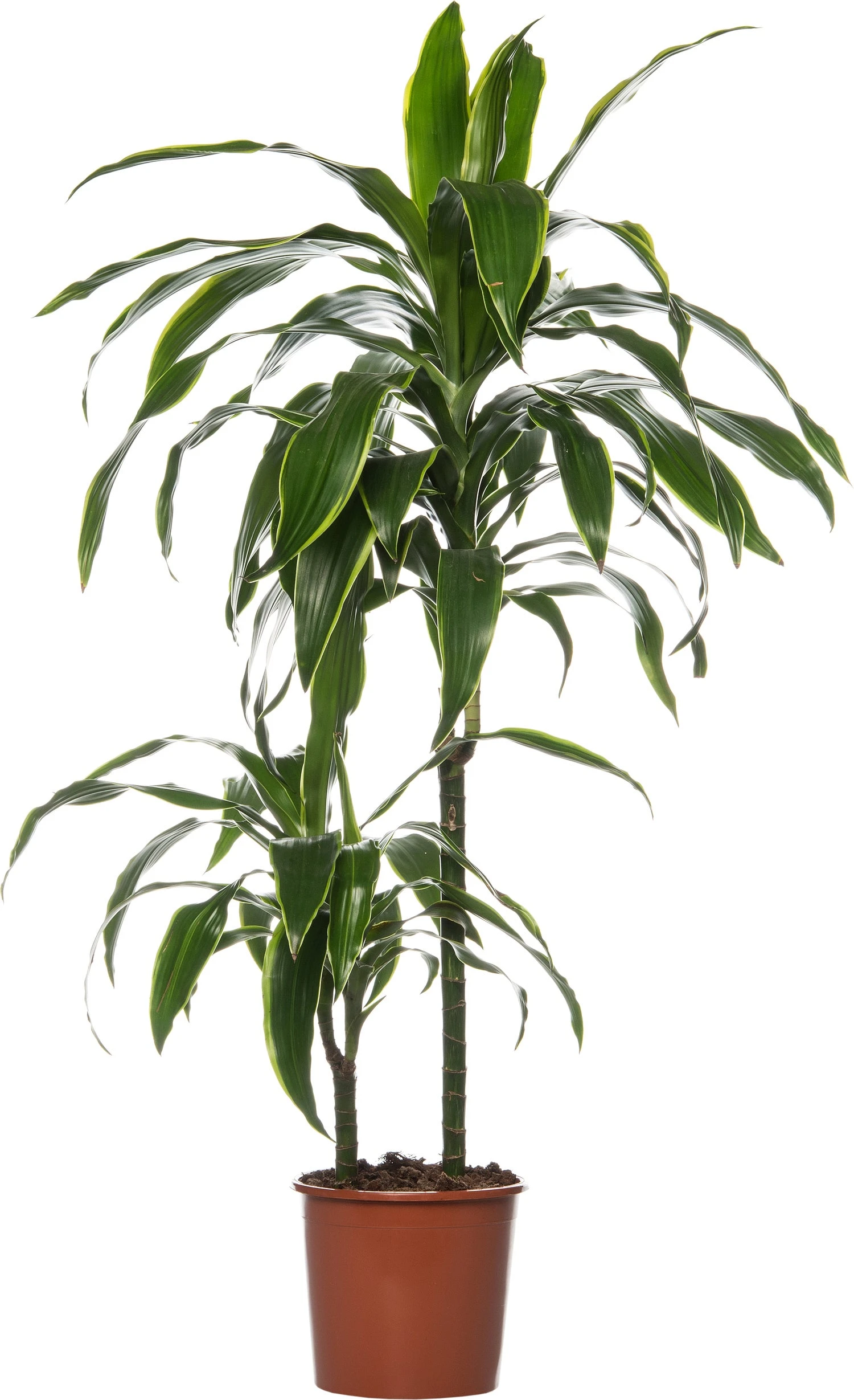 Drakenbloedboom (Dracaena Deremensis 'Art') D 19 H 100 Cm 1 Drakenbloedboom (Dracaena Deremensis 'Art') D 19 H 100 Cm