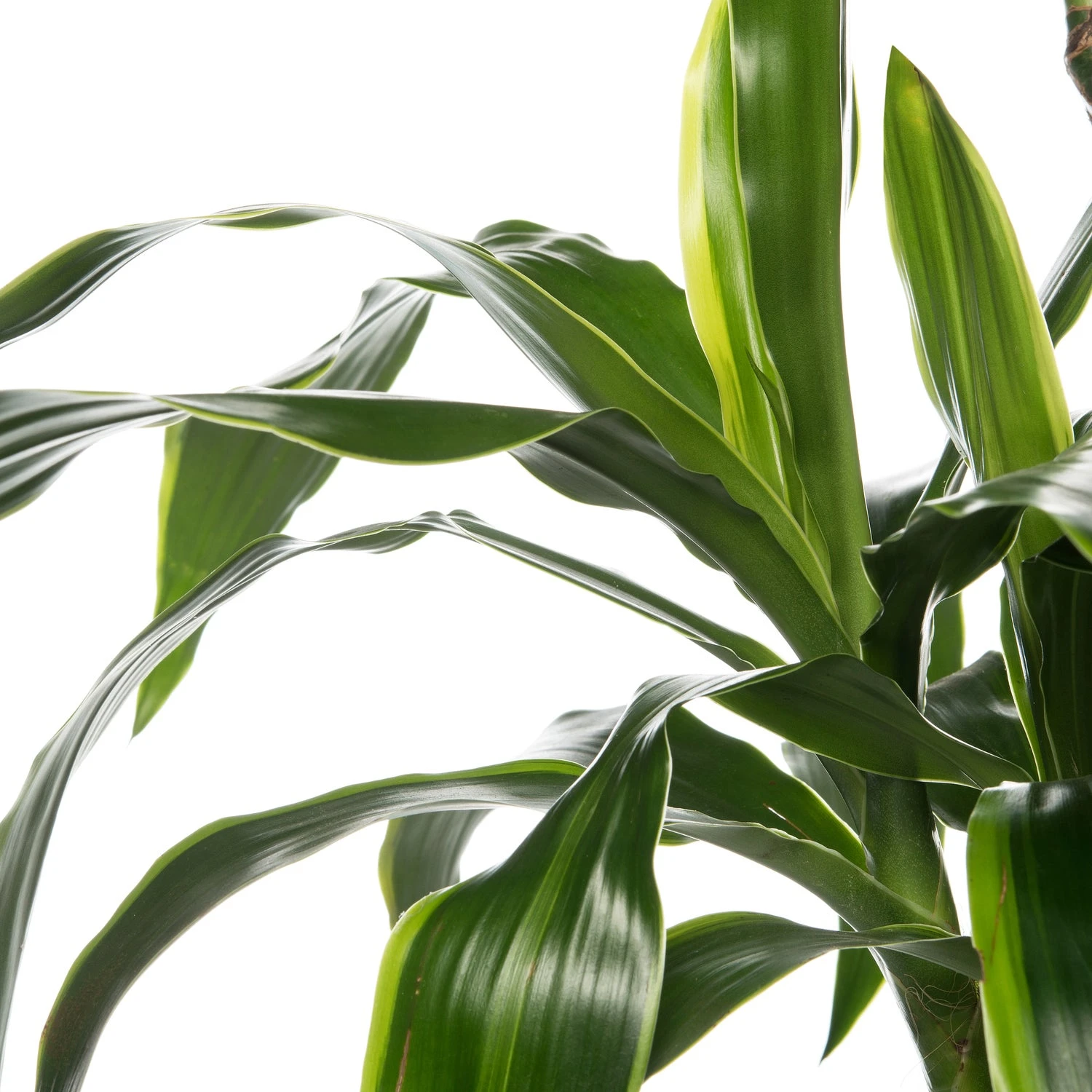 Drakenbloedboom (Dracaena Deremensis 'Art') D 19 H 100 Cm 2 Drakenbloedboom (Dracaena Deremensis 'Art') D 19 H 100 Cm - Afbeelding 2