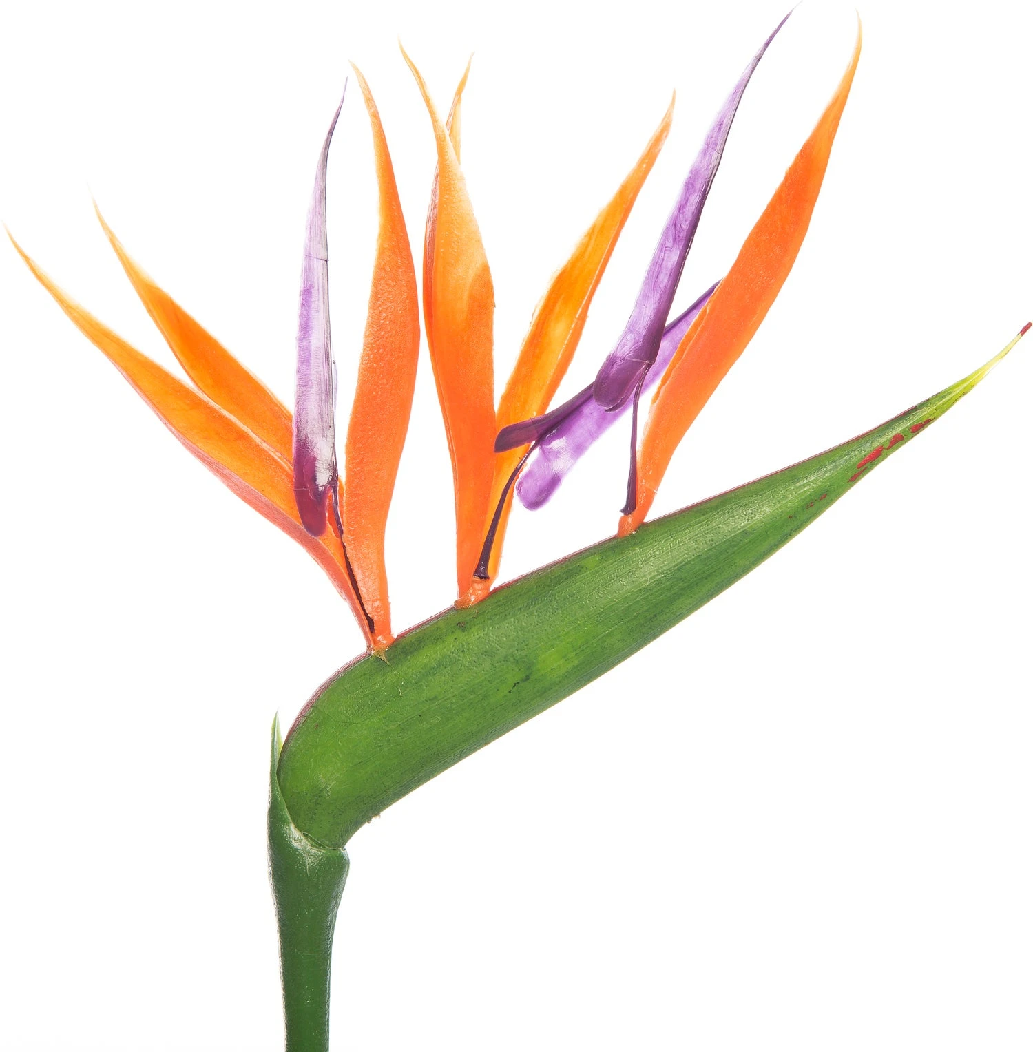 Paradijsvogelbloem Met Kunstbloem (Strelitzia Reginae) D 13 H 35 Cm 2 Paradijsvogelbloem Met Kunstbloem (Strelitzia Reginae) D 13 H 35 Cm - Afbeelding 2