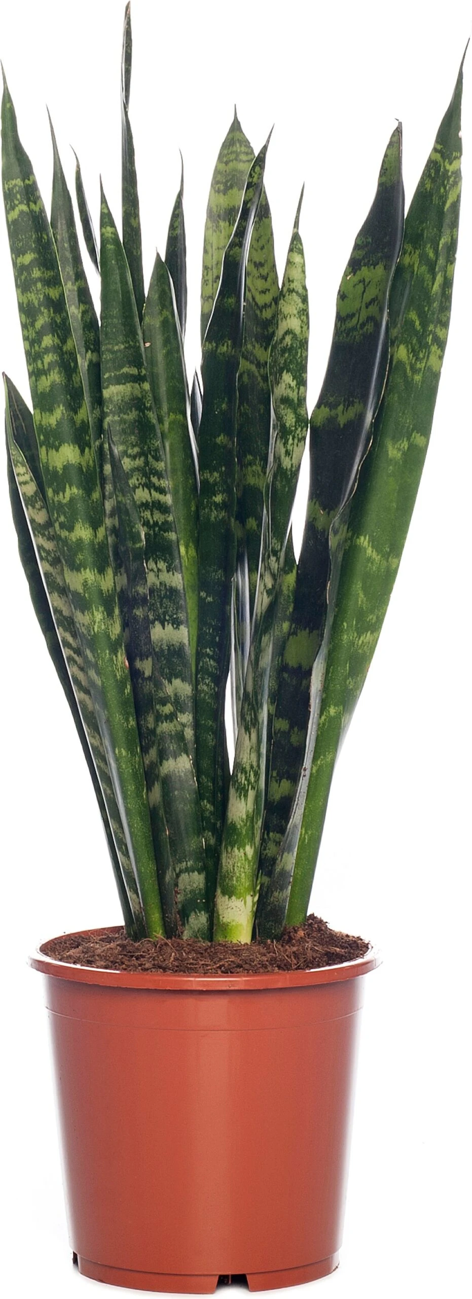Vrouwentong (Sansevieria Trifasciata 'Black Coral') D 17 H 65 Cm 1 Vrouwentong (Sansevieria Trifasciata 'Black Coral') D 17 H 65 Cm