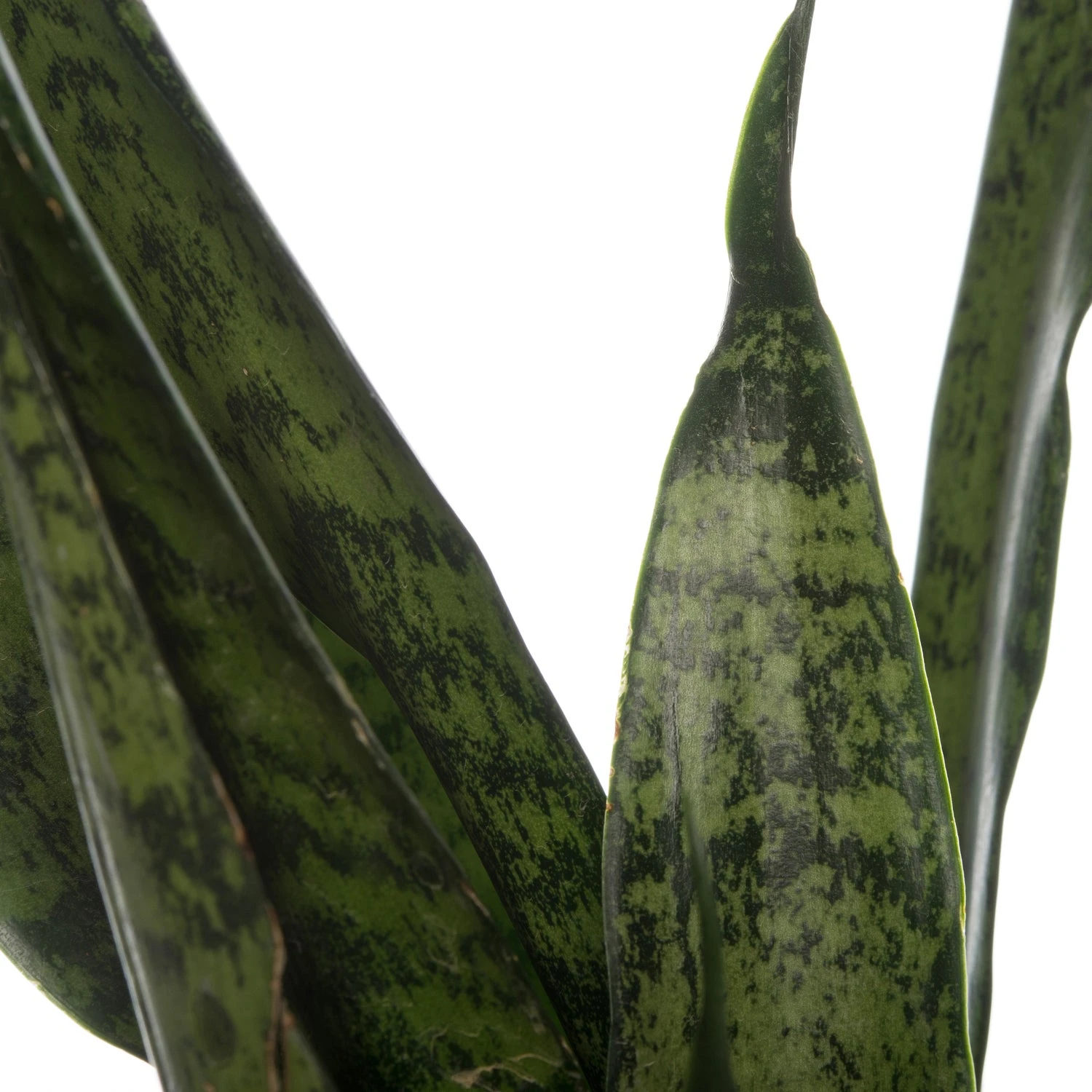 Vrouwentong (Sansevieria Zeylanica) D 14 H 50 Cm 2 Vrouwentong (Sansevieria Zeylanica) D 14 H 50 Cm - Afbeelding 2