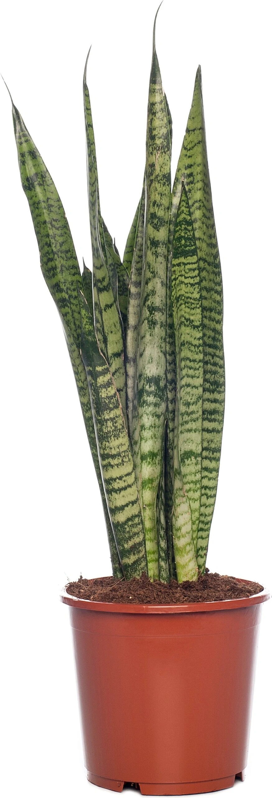 Vrouwentong (Sansevieria Zeylanica) D 17 H 65 Cm 1 Vrouwentong (Sansevieria Zeylanica) D 17 H 65 Cm