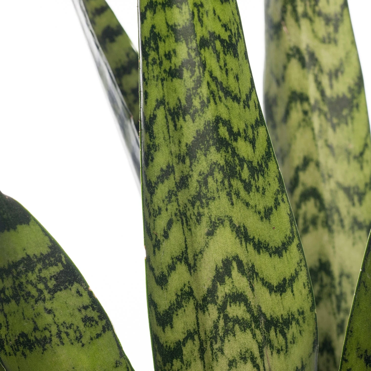 Vrouwentong (Sansevieria Zeylanica) D 17 H 65 Cm 2 Vrouwentong (Sansevieria Zeylanica) D 17 H 65 Cm - Afbeelding 2
