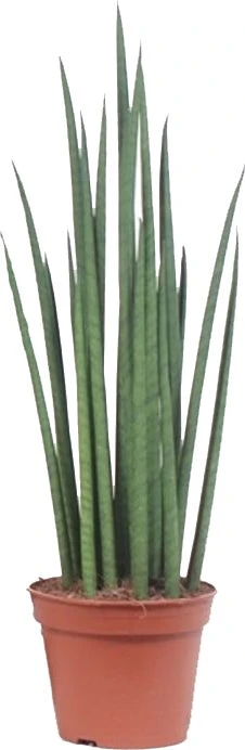 Vrouwentong (Sansevieria Bacularis 'Mikado') D 14 H 55 Cm 1 Vrouwentong (Sansevieria Bacularis 'Mikado') D 14 H 55 Cm