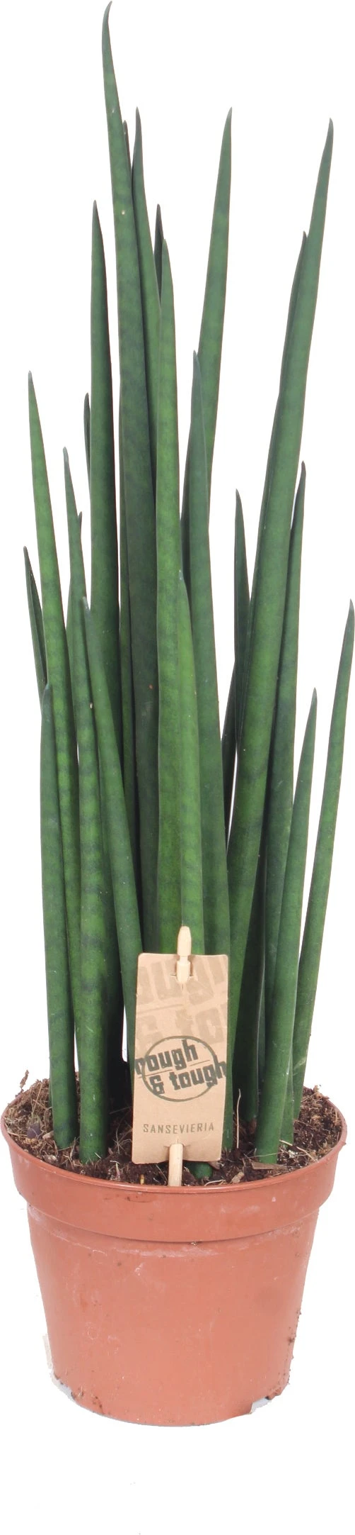 Vrouwentong (Sansevieria Bacularis 'Mikado') D 14 H 55 Cm 2 Vrouwentong (Sansevieria Bacularis 'Mikado') D 14 H 55 Cm - Afbeelding 2