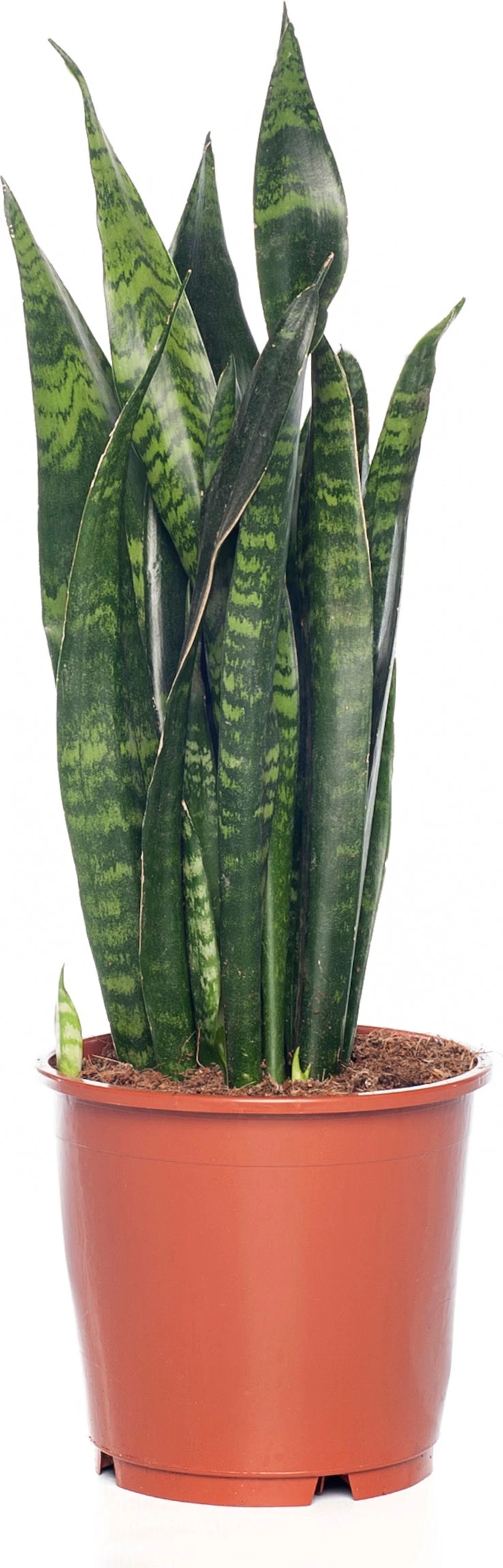 Vrouwentong (Sansevieria Zeylanica) D 12 H 40 Cm 1 Vrouwentong (Sansevieria Zeylanica) D 12 H 40 Cm
