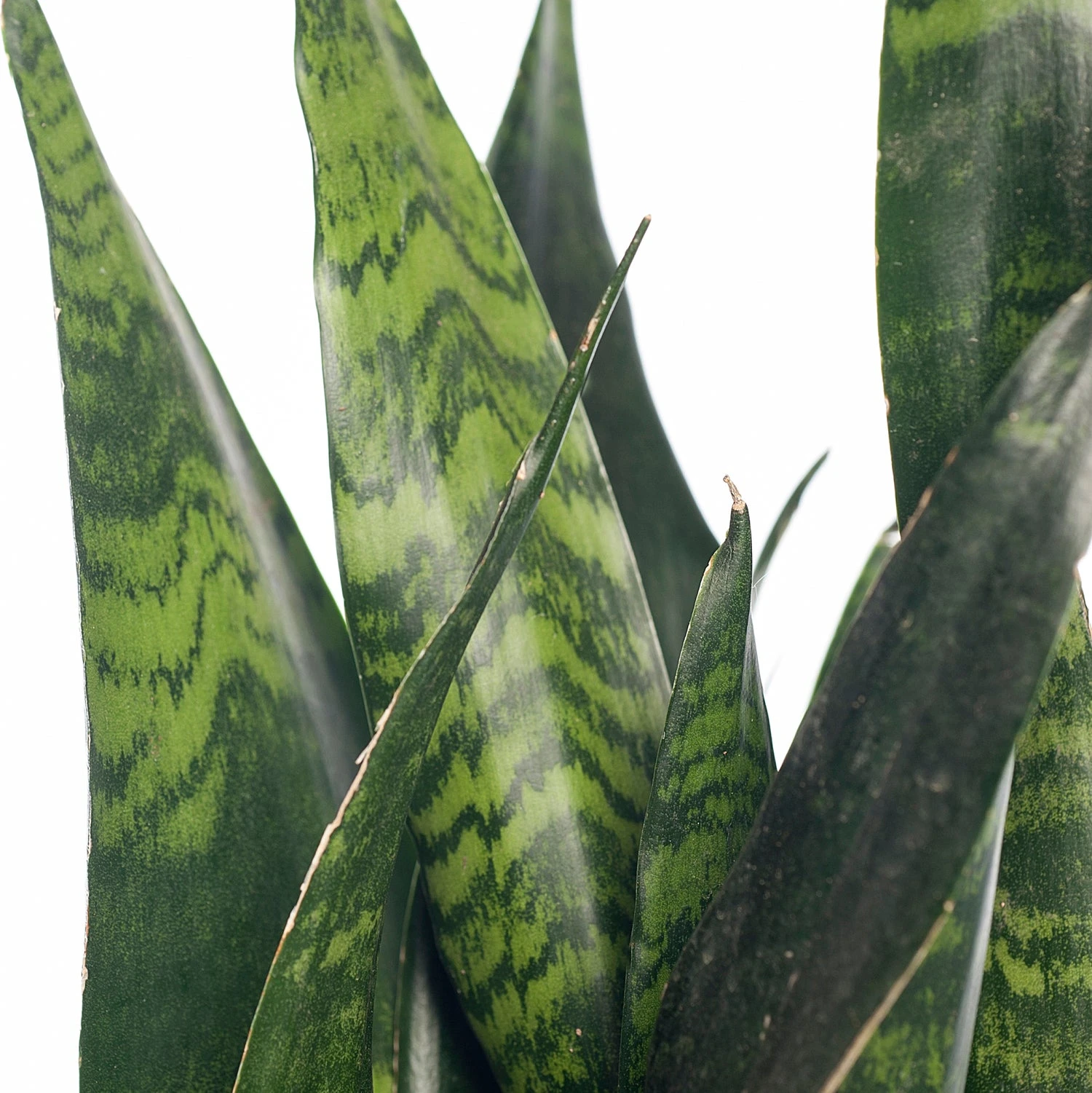 Vrouwentong (Sansevieria Zeylanica) D 12 H 40 Cm 2 Vrouwentong (Sansevieria Zeylanica) D 12 H 40 Cm - Afbeelding 2