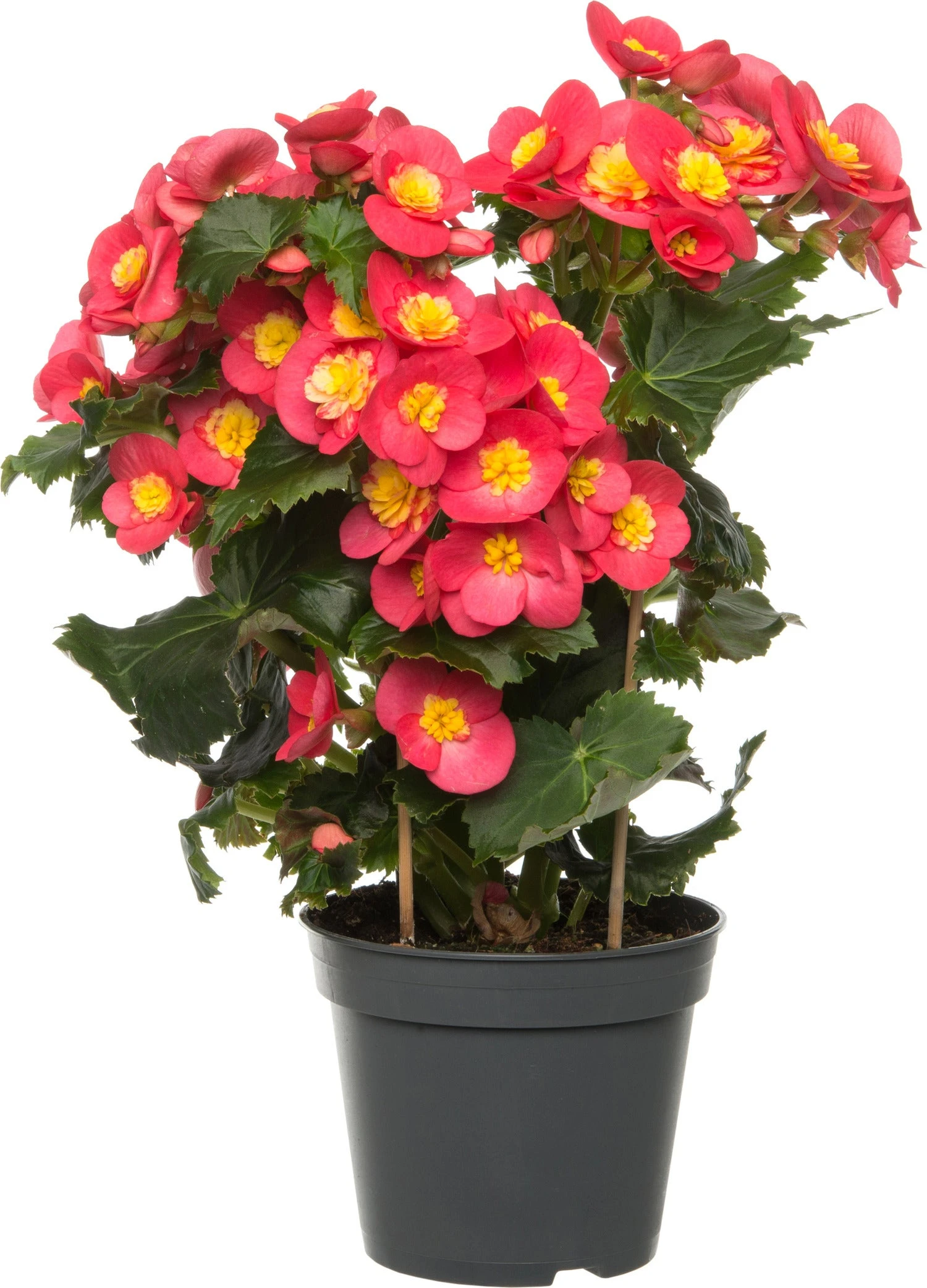 Begonia (Begonia Elatior 'Valentino') D 14 H 30 Cm 1 Begonia (Begonia Elatior 'Valentino') D 14 H 30 Cm