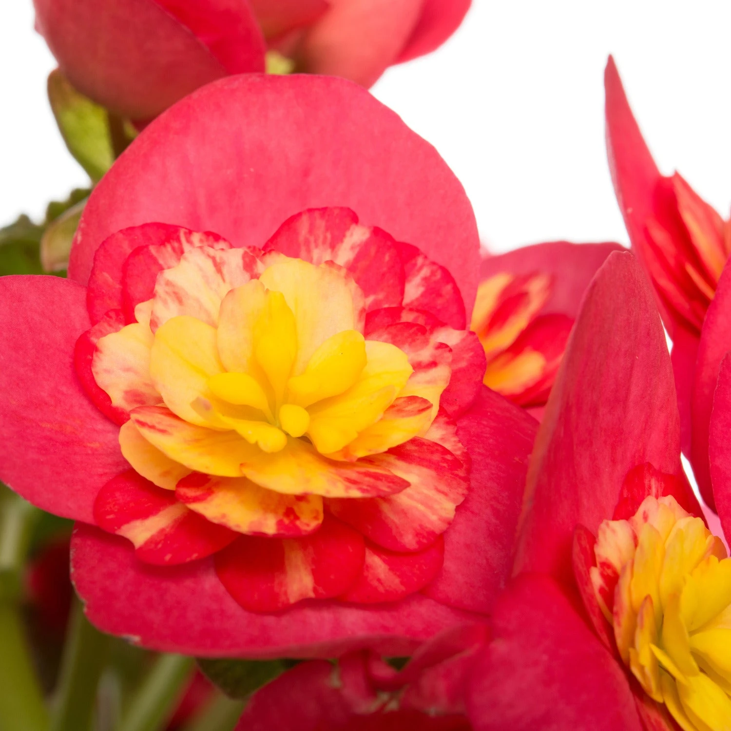 Begonia (Begonia Elatior 'Valentino') D 14 H 30 Cm 2 Begonia (Begonia Elatior 'Valentino') D 14 H 30 Cm - Afbeelding 2