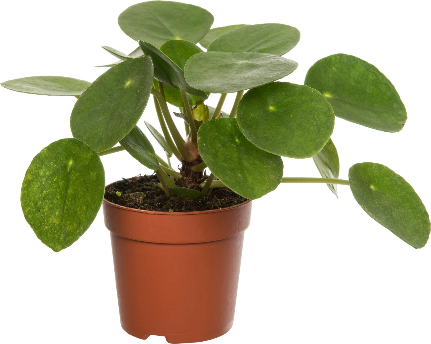 Pannenkoekenplant (Pilea Peperomioides) D 12 H 20 Cm 1 Pannenkoekenplant (Pilea Peperomioides) D 12 H 20 Cm