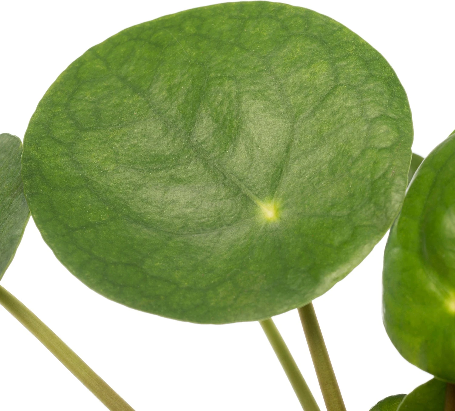 Pannenkoekenplant (Pilea Peperomioides) D 12 H 20 Cm 2 Pannenkoekenplant (Pilea Peperomioides) D 12 H 20 Cm - Afbeelding 2