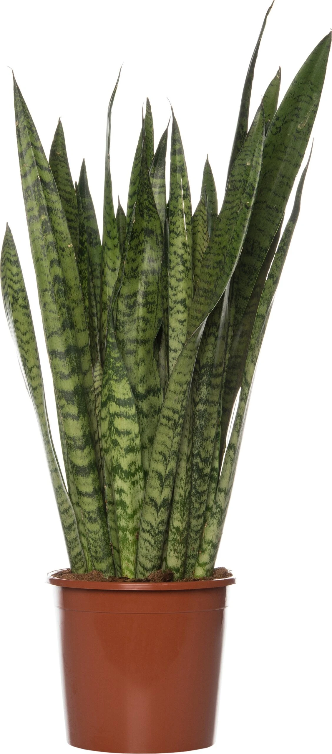 Vrouwentong (Sansevieria Zeylanica) D 21 H 80 Cm 1 Vrouwentong (Sansevieria Zeylanica) D 21 H 80 Cm
