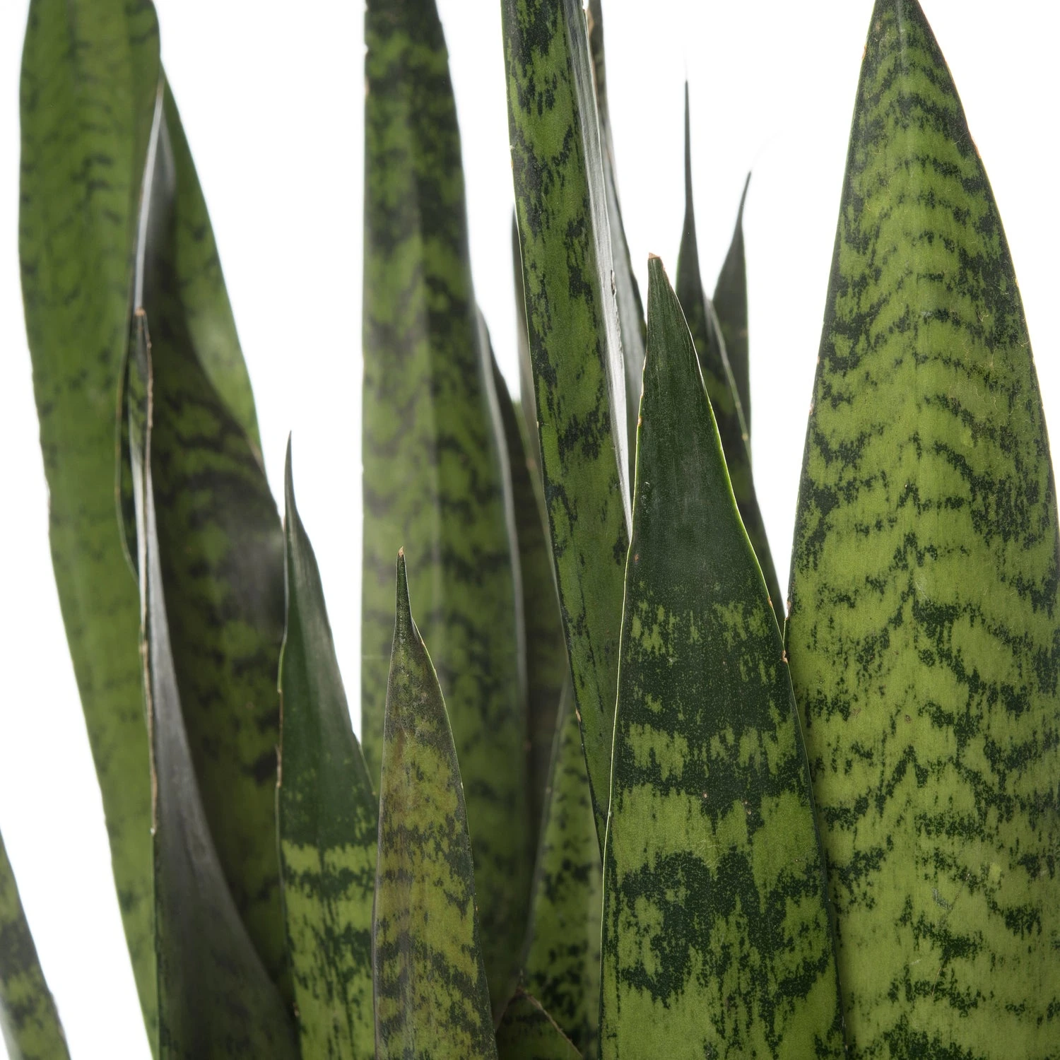 Vrouwentong (Sansevieria Zeylanica) D 21 H 80 Cm 2 Vrouwentong (Sansevieria Zeylanica) D 21 H 80 Cm - Afbeelding 2