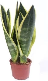 Vrouwentong (Sansevieria Trifasciata 'Superba') D 9 H 30 Cm 1 Vrouwentong (Sansevieria Trifasciata 'Superba') D 9 H 30 Cm