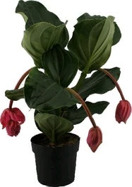 Medinilla (Medinilla Magnifica 'Flamengo') D 17 H 50 Cm
