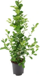 Vijgenboom (Ficus Microcarpa 'Moclame') D 21 H 100 Cm 1 Vijgenboom (Ficus Microcarpa 'Moclame') D 21 H 100 Cm