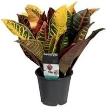 Croton (Codiaeum Variegatum 'Petra') D 12 H 30 Cm