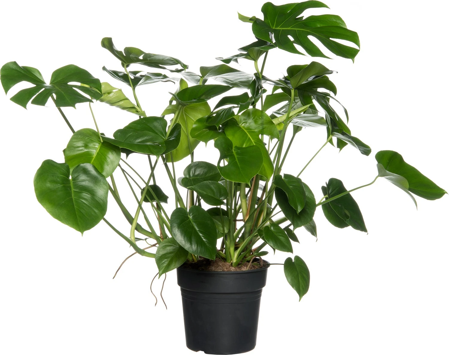 Gatenplant (Monstera Deliciosa) D 30 H 90 Cm 1 Gatenplant (Monstera Deliciosa) D 30 H 90 Cm