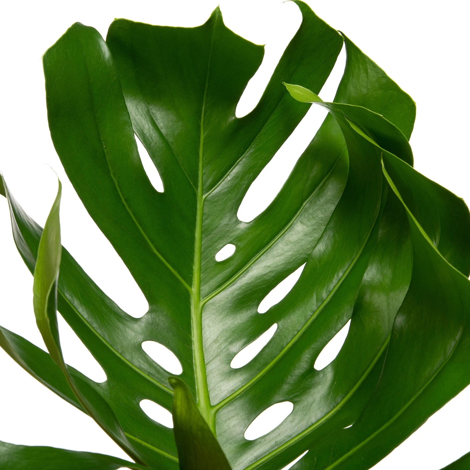 Gatenplant (Monstera Deliciosa) D 30 H 90 Cm 2 Gatenplant (Monstera Deliciosa) D 30 H 90 Cm - Afbeelding 2