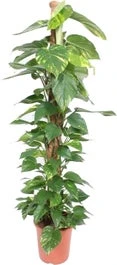 Drakenklimop Met Mosstok (Epipremnum Pinnatum 'Aureum') D 27 H 150 Cm 1 Drakenklimop Met Mosstok (Epipremnum Pinnatum 'Aureum') D 27 H 150 Cm