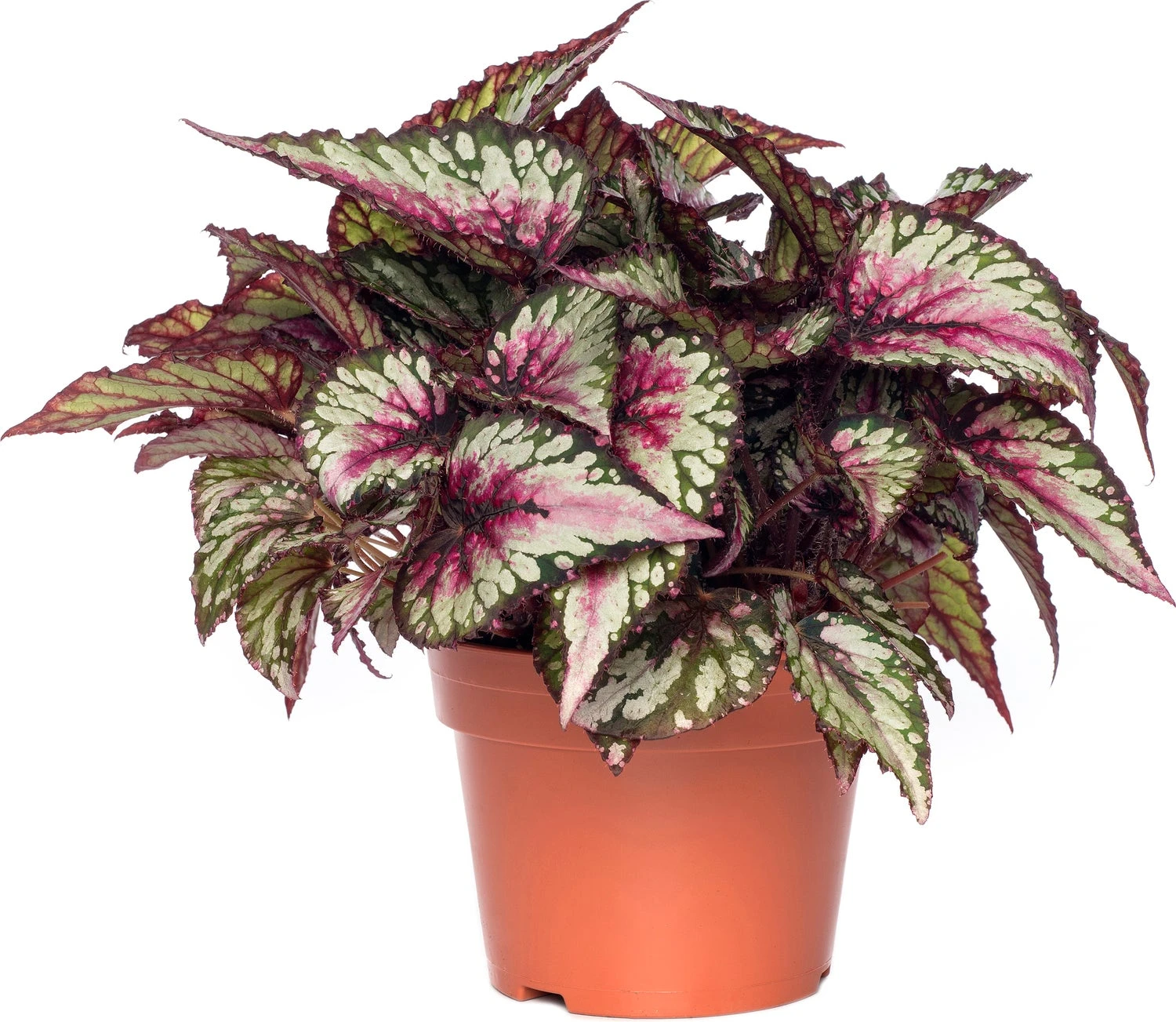 Bladbegonia (Begonia Rex (MC) 'Salsa') D 26 H 50 Cm 1 Bladbegonia (Begonia Rex (MC) 'Salsa') D 26 H 50 Cm