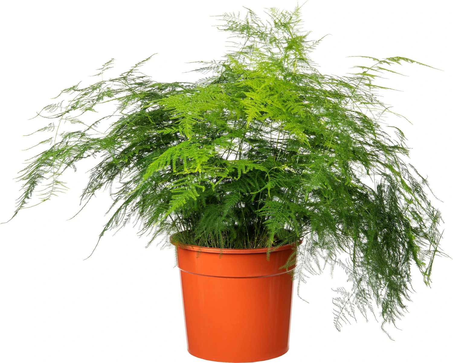 Sierasperge (Asparagus Setaceus) D 27 H 70 Cm 1 Sierasperge (Asparagus Setaceus) D 27 H 70 Cm