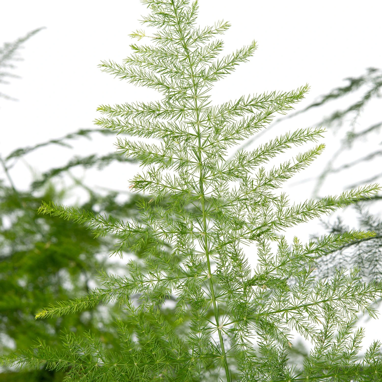 Sierasperge (Asparagus Setaceus) D 27 H 70 Cm 2 Sierasperge (Asparagus Setaceus) D 27 H 70 Cm - Afbeelding 2