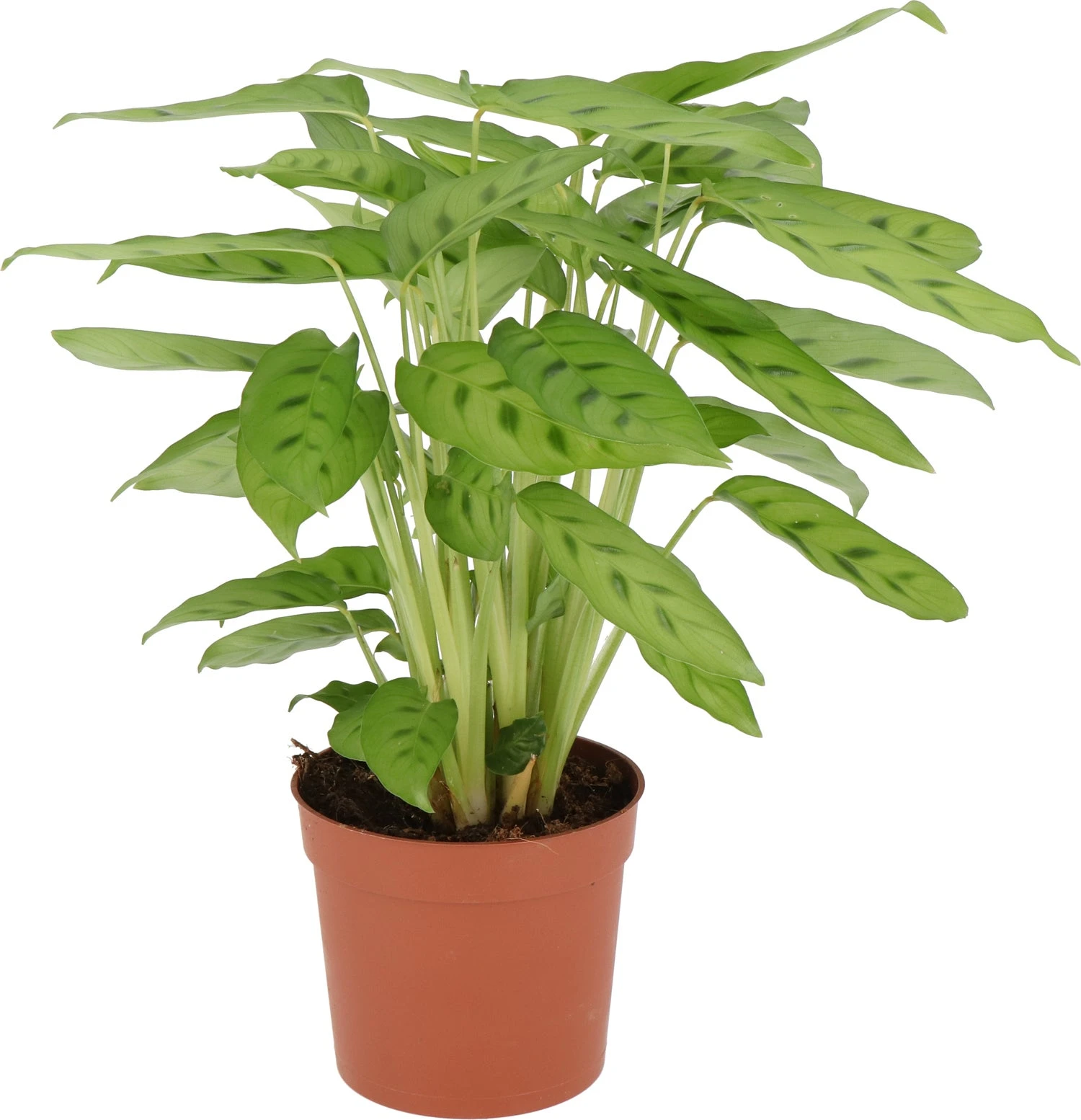 Calathea (Calathea Leopardina) D 12 H 35 Cm 1 Calathea (Calathea Leopardina) D 12 H 35 Cm