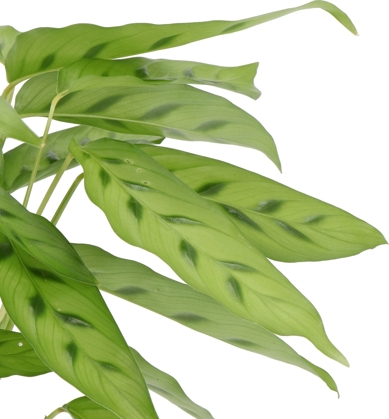 Calathea (Calathea Leopardina) D 12 H 35 Cm 2 Calathea (Calathea Leopardina) D 12 H 35 Cm - Afbeelding 2