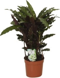 Calathea (Calathea Rufibarba 'Elgergrass') D 12 H 35 Cm