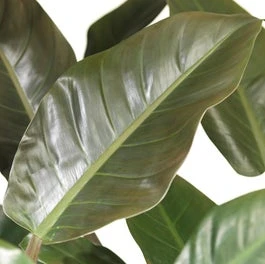 Philodendron (Philodendron 'Imperial Red') D 27 H 75 Cm 1 Philodendron (Philodendron 'Imperial Red') D 27 H 75 Cm