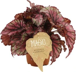 Bladbegonia (Begonia Rex (MC) 'Lambada') D 12 H 25 Cm