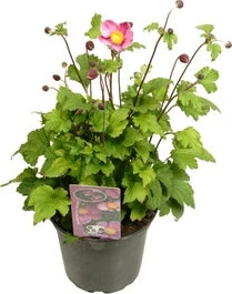 Herfstanemoon (Anemone Hupehensis 'Splendens') D 17 H 35 Cm 1 Herfstanemoon (Anemone Hupehensis 'Splendens') D 17 H 35 Cm