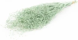 Droogbloemen Misty Massasa Groen H 60 Cm