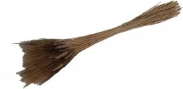 Droogbloemen Tarwe (Triticum) Zwart H 85 Cm