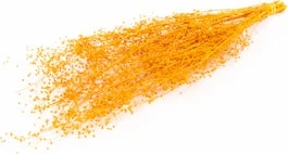 Droogbloemen Misty Massasa Oranje H 55 Cm