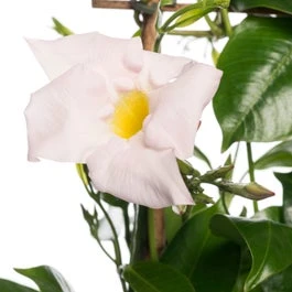Mandevilla Piramide (Dipladenia 'White') D 17 H 70 Cm