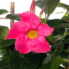 Mandevilla Piramide (Dipladenia 'Fuchsia Flammé') D 17 H 70 Cm