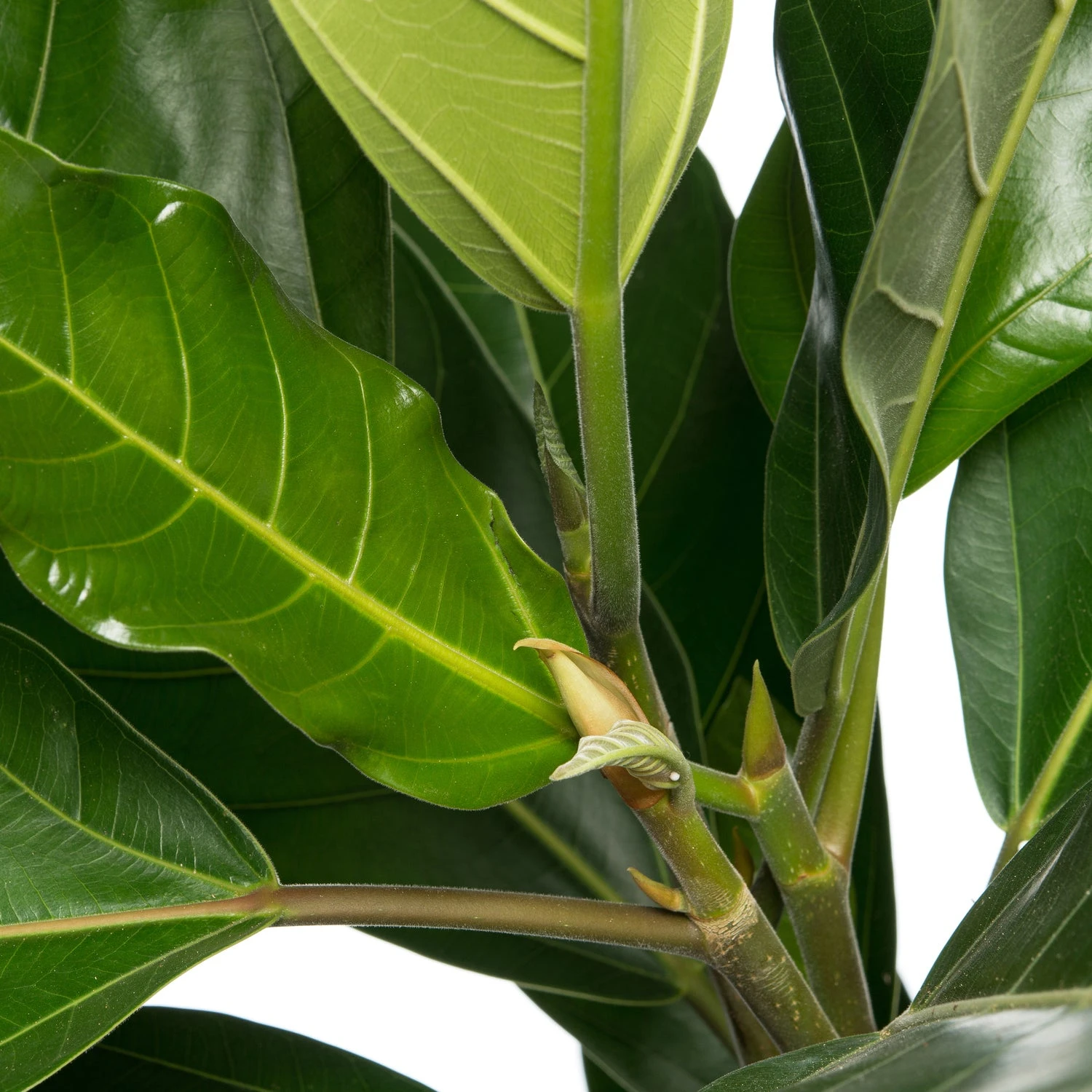 Banyanvijg (Ficus benghalensis 'Roy') D 21 H 105 Cm 2 Banyanvijg (Ficus benghalensis 'Roy') D 21 H 105 Cm - Afbeelding 2