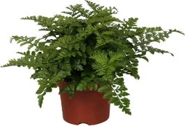 Moedervaren (Asplenium 'Parvati') D 12 H 25 Cm 1 Moedervaren (Asplenium 'Parvati') D 12 H 25 Cm