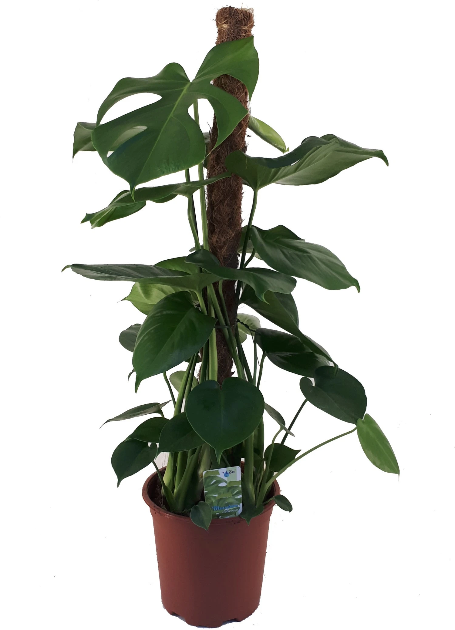 Gatenplant (Monstera Deliciosa) D 19 H 80 Cm 1 Gatenplant (Monstera Deliciosa) D 19 H 80 Cm