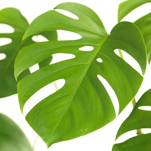 Gatenplant (Monstera Deliciosa) D 19 H 80 Cm 2 Gatenplant (Monstera Deliciosa) D 19 H 80 Cm - Afbeelding 2