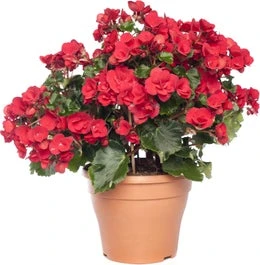 Begonia (Begonia 'el Grace') D 14 H 35 Cm